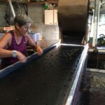 tri des myrtilles - séjour vélo les myrtilles