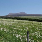 Champ de narcisses au pied du Mézenc - séjour vélo Haut Lignon